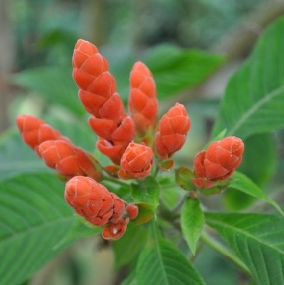 Meet your Posher, Walt - Picture 1 of 1